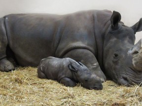 The Toronto Zoo is proud to announce that Zohari, a seven-year-old female white rhinoceros shown in this handout image gave birth to a male calf on Tuesday, December 24, 2017.