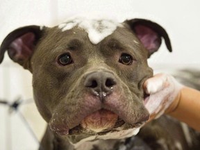 Bless, an American Pit Bull Terrier, is treated to a free grooming session at Pampered Pets in Montreal, Sunday, September 25, 2016. Montreal's new administration has temporarily put on hold the city's controversial ban on pit bull-type dogs.