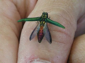 An Ash Borer is shown in this handout image. An invasive beetle that has already ravaged millions of trees in eastern Canada and the U.S. has made its first appearance in the West.