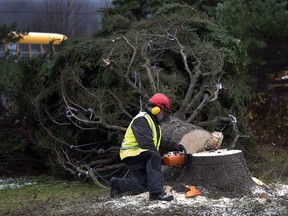 Dan Nightingale trims a13-metre tall white spruce in Purlbrook, N.S. on Monday, November 17, 2014. THE CANADIAN PRESS/Andrew Vaughan