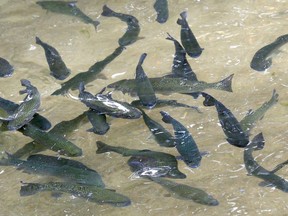 Rainbow trout occupy a pond at Rushing Waters Fisheries, Tuesday, July 3, 2012 in Palmyra, Wis. A permit will be required to move fish and other materials such as sediment from the North Saskatchewan River to other watersheds in northern Alberta. The Canadian Food Inspection Agency says the goal is to create a buffer zone to protect the waterways from whirling disease. It affects cold-water species such as trout and whitefish.