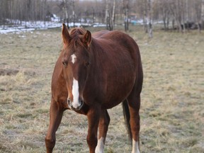Solstice, a 2009 chestnut Hanoverian mare, one of six horses reported stolen south of Edmonton, is shown in this undated handout photo. RCMP are asking for the public's help to locate and return six horses were allegedly stolen from a farm in central Alberta.