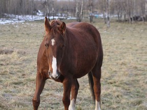 Solstice, a 2009 chestnut Hanoverian mare, one of six horses reported stolen south of Edmonton, is shown in a undated handout photo. Police say the horses have been returned to the family safe and sound.