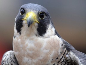 A Peregrine Falcon looks towards a photographer at the home of Julie Collier in Leverett, Mass., Dec. 22, 2014.