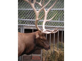 Winston the elk is shown in this undated handout photo. A popular animal at a Saskatoon zoo has been euthanized.Winston, an elk at the Saskatoon Forestry Farm Park and Zoo, was put down Tuesday.Zoo manager Tim Sinclair-Smith says Winston was showing lameness and wasn't acting normally.