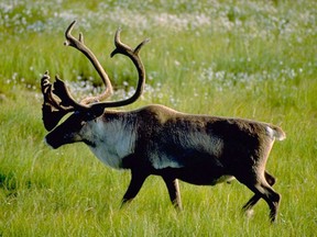 A Woodland caribou bull is shown in an undated handout photo.