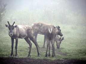 Caribou peer through the mist on an early morning on Michipicoten island on Lake Superior in Ontario in this undated handout photo. The Ontario government plans to move endangered caribou off an island in Lake Superior by helicopter to save the animals from a pack of wolves. Minister of Natural Resources and Forestry Kathryn McGarry says the wolves got onto Michipicoten Island using a rarely formed ice bridge several years ago.