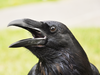 According to ornithologist Kevin McGowan, crows have a fairly extensive repertoire of things they talk about.