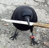 Canuck the crow certainly appears capable of holding a grudge.