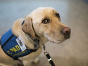 Dorado, the first accredited facility dog in Atlantic Canada, is pictured at the IWK hospital in Halifax on Friday, December 8, 2017. The three-year-old yellow lab was bred and trained specifically for the role of supporting children and youth who may have experienced trauma or abuse.