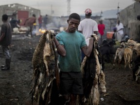 In this Nov. 9, 2017 photo, goat skinner Sonson Pierre hauls goat pelts at the La Saline slaughterhouse, in Port-au-Prince, Haiti. The 28-year-old, who has worked at the open-air market for 12 years, is dismayed that a market which provides meat to most of the capital's supermarkets and restaurant, is so unregulated.
