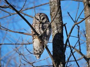 Barred owl photographed by Pat Flood taken in Athens, Ont.