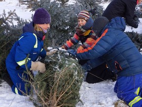 People tie up a free Christmas tree that they cut down in a handout photo from the Nature Conservancy of Canada. The trees aren't native to the area where they are growing. THE CANADIAN PRESS/HO- Nature Conservancy of Canada MANDATORY CREDIT