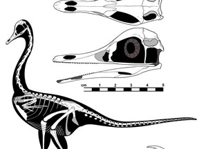It had feathers and looked as if it were part penguin, part duck and part swan. It was between the size of a chicken and a turkey and ate the same sorts of things in the same sorts of places as a heron, but it was a dinosaur. A feathered dinsoaur named Halszkaraptor escuilliei is shown in a handout illustration from the University of Alberta.