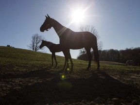 A young foal stands in a paddock with its mother at Silver Duck stables at Kinghaven Farms in King City, Ont., on Wednesday, April 20, 2016.