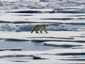 A polar bear walks over sea ice floating in the Victoria Strait in the Canadian Arctic Archipelago.