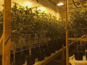 In this Wednesday, Dec. 13, 2017 photo released by the San Bernardino Police Department, is a shut down marijuana operation of some 35,000 plants they believe was bringing in millions of dollars a month in San Bernardino, Calif. Police say eight people were detained Wednesday when police and federal agents raided a warehouse that was converted into a multi-level grow house. They said the once-abandoned warehouse was recently outfitted with a 12-foot fence, "fortified doors" and surveillance cameras. (San Bernardino Police Department via AP)