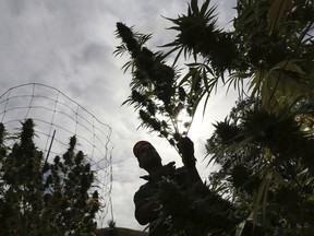 FILE - In this Oct. 12, 2016 file photo, Aaron Gonzalez removes a branch from a marijuana plant on grower Laura Costa's farm near Garberville, Calif. Marijuana is a crop just like beans and broccoli but while it was in the ground all the pot that was harvested this year didn't get the same level of scrutiny as traditional fruits and veggies. So how can the state ensure it's safe from the pesticides, molds and heavy metals other agricultural products are checked for?