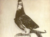 G.I. Joe the pigeon flew 32 kilometres with a message to stop a bombing, saving thousands of lives.