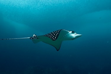 A manta ray swims in the Sea of Cortez.