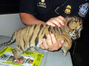 FILE - In this Aug. 23, 2017, file photo provided by U.S. Customs and Border Protection shows an agent holding a male tiger cub that was confiscated at the U.S. border crossing at Otay Mesa southeast of downtown San Diego. A man who smuggled a Bengal tiger cub into California from Mexico has pleaded guilty to federal charges. Eighteen-year-old Luis Valencia of Perris entered the plea on Tuesday, Dec. 6, 2017, in San Diego. He now faces up to five years in federal prison and a $250,000 fine. The tiger cub was named Moka and now lives at the San Diego Zoo Safari Park. (U.S. Customs and Border Protection via AP)
