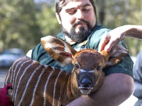 In this photo provided by the Audubon Nature Institute, staffers at the Freeport-McMoRan Audubon Species Survival Center welcome a female bongo calf born on the morning of Dec. 11, 2017, the first animal to be conceived and born at the Species Survival Center created by the Audubon Nature Institute and San Diego Zoo Global. The birth occured just months after its first animals arrived at the West Bank campus of the Audubon Species Survival Center in Lower Coast Algiers, La., (Audubon Nature Institute via AP)