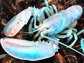 A photo of a blue lobster submitted to a "Craziest Lobster" contest.