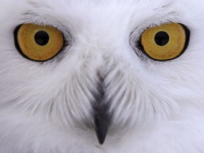 In this Dec. 14, 2017 photo a snowy owl stares prior being released along the shore of Duxbury Beach in Duxbury, Mass. The owl is one of 14 trapped so far this winter at Boston's Logan Airport and moved to the beach on Cape Cod Bay. The large white raptors from the Arctic have descended on the northern U.S. in huge numbers in recent weeks, giving researchers opportunities to study them.