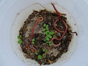 Baby worms found in Mars-simulated soil could be helpful in crop production on the red planet.