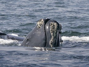 A five-year NOAA review of right whales that was released in October said the animals should remain on the endangered list.