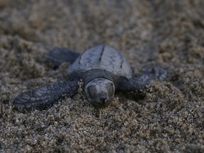 In this Saturday, Dec. 2, 2017 photo, an olive ridley sea turtle walks to the sea in Sayulita, Nayarit state, Mexico. A local non-profit organization "Red Tortuguera" is helping the turtles survive by relocating recently laid eggs to a protected area of the beach, collecting the hatchlings to keep them safe from bird attacks, and releasing them as a group every Saturday at sun set.