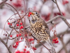 A European mistle thrush spotted in MIramichi, N.B. is shown in a handout photo by Peter Gadd.
