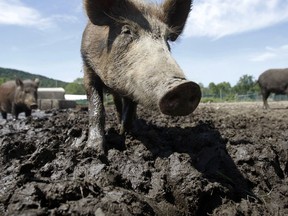In this Aug. 24, 2011, file photo, a feral hog stands in a holding pen at Easton View Outfitters in Valley Falls, N.Y.