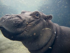 FILE - In this Nov. 2, 2017, file photo, Fiona, a Nile hippopotamus plays in her enclosure at the Cincinnati Zoo & Botanical Garden, in Cincinnati. The zoo said Fiona will soon eat nothing but grown-up hippo food as she's weaned from her bottles of formula.