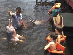 FILE - In this Oct.11, 2017, file photo, young tourists look on as a man feeds fish to pink dolphins in the Rio Negro outside of Manaus, Brazil. Dolphins are one of the Amazon's biggest attractions, and in recent years authorities have increased restrictions in how tourists can interact with them.