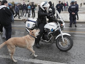 FILE - In this Feb. 20, 2012, file photo, a stray dog, called by protesters Loukanikos (Sausage), barks to a motorcyclist policeman as high school students block the avenue outside the Greek Parliament during an anti-austerity protest in Athens. A film by Australia's Mary Zournazi, "Dogs of Democracy," highlights the life and times Loukanikos. He became a symbol of the anti-austerity protests in Greece after showing up to stand alongside the humans on the front lines.