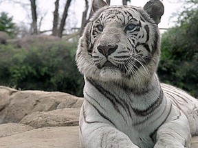 In this undated photo provided by the Cincinnati Zoo, Akere, a 21-year-old white tiger is shown in his living space at the zoo in Cincinnati, Ohio. Akere, who was recently diagnosed with non-treatable oral cancer, suffered with renal failure and had severe arthritis in his hips, had to be euthanized on Wednesday, Dec. 20, 2017, said a zoo spokeswoman.