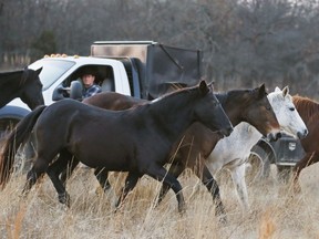 In this Wednesday, Dec. 13, 2017 photo Clay Mowdy drives a truck with feed for the wild horses at the Mowdy Ranch Ecosanctuary near Coalgate, Okla.  As the 1,280 acres of pasture turn brown in the winter, the horses are provided with hay and supplemental food. One of three ecosantuaries in the country, the ranch has 150 mares relocated from overcrowded public lands in Nevada. Housing only mares, population growth is kept in check.