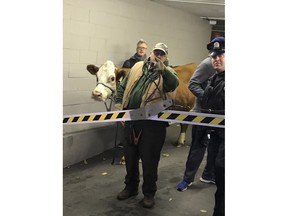 Stormy, the cow, is led out of a parking garage Thursday, Dec. 14, 2017, after its second escape from a Philadelphia church's live nativity scene. After the second escape, the church decided to use Stormy's understudy, a cow about half her size named Ginger.