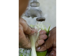 In this Dec. 16, 2017 photo, an artisan washes a plant to obtain fibers used to weave the traditional Panamanian pintao hat, in La Pintada, Panama. Artisans start with the fibers of several plants that are cured and then woven into braids that are wrapped around a wooden form and sewn together from the crown of the hat down.