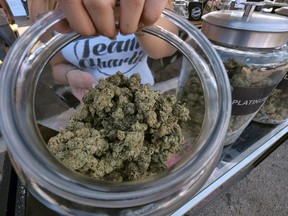 FILE - In this Nov. 11, 2017 file photo, one of an assortment of marijuana strains are displayed during the High Times Harvest Cup in San Bernardino, Calif. On Friday, Dec. 8, 2017, California began accepting applications from businesses that want to operate in the state's legal marijuana industry next year, a milestone for the emerging market.