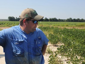 FILE - In this Tuesday, July 11, 2017, file photo, East Arkansas soybean farmer Reed Storey looks at his field in Marvell, Ark. Storey said half of his soybean crop has shown damage from dicamba, an herbicide that has drifted onto unprotected fields and spawned hundreds of complaints from farmers. Minnesota has announced restrictions on the use of the herbicide dicamba for 2018 in response to complaints by soybean growers across the country that it harmed their crops this year. The Minnesota Department of Agriculture on Tuesday, Dec. 12, 2017 set a June 20 cut-off date for applying the herbicide.