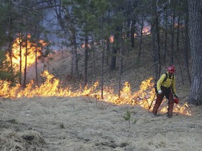 A firefighter uses a drip torch to make a fire line Monday, Dec. 11, 2017, while battling the Legion Lake Fire in Custer State Park in South Dakota. A wildfire is spreading and forcing evacuations in Custer State Park in the Black Hills of southwest South Dakota.