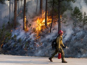 FILE - In this Dec. 12, 2017, file photo, a firefighter walks by flames of the burn out fire that was set set while battling a blaze in Custer State Park in South Dakota. Custer State Park officials said Saturday, Dec. 16, 2017, the wildfire is now about 90 percent contained.