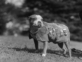 Sgt. Stubby is the most decorated American dog that participated in WW I.