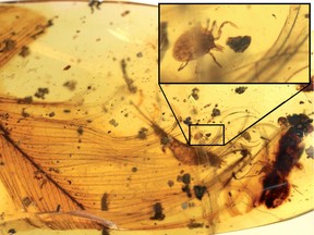 This handout picture released on December 13, 2017 by Nature Communication shows hard tick grasping a dinosaur feather preserved in 99 million-year-old Burmese amber.