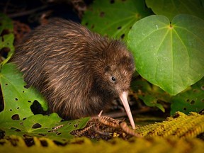 This undated photo released by International Union for the Conservation of Nature (IUCN) shows a Northern brown kiwi in New Zealand. Global conservation group IUCN's update issued Tuesday, Dec. 5, 2017, mostly includes news of grave threats to many species, much of it caused due to loss of habitat and unsustainable farming and fisheries practices. The IUCN said that it has upgraded the Okarito kiwi and the Northern Brown kiwi from endangered to vulnerable thanks to progress in controlling predators like weasel-like stoats and cats.
