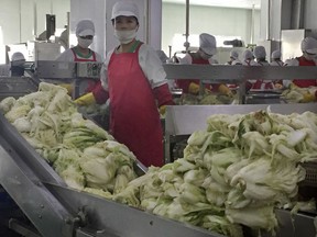 In this Dec. 20, 2017, photo, workers prepare kimchi on the production line at the Ryugyong Kimchi Factory on the outskirts of Pyongyang, North Korea. The factory is a showcase of North Korean leader Kim Jong Un's efforts to boost the country's domestic economy and produce more, and better, consumer products. The strategy, known as "byungjin," is intended to simultaneously develop the national economy and North Korea's nuclear weapons program.