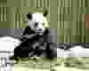 Da Mao, (Born Sept 1 2008) a giant panda, enjoys some bamboo during a VIP/Media Event at the Toronto Zoo.