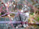 Sammy, a prolific rodent hunter deployed by the provincial government to protect the millions of seeds at the Ontario Tree Seed Plant in Angus, Ont.